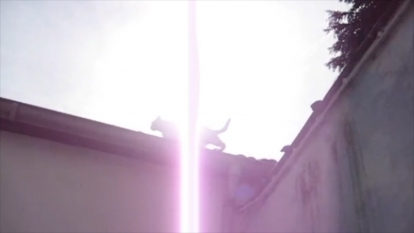 http://www.florence-cats.com/files/gimgs/th-199_screen shot (viola).jpg